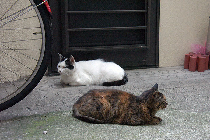 街のねこたち