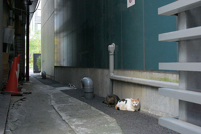 街のねこたち