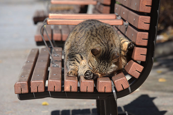 街のねこたち