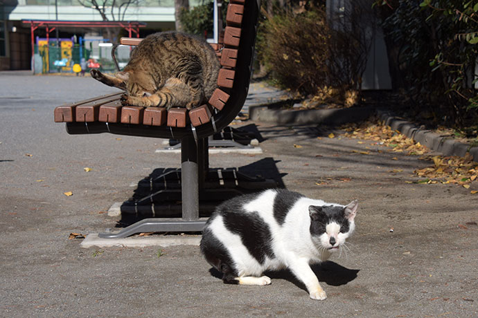 街のねこたち