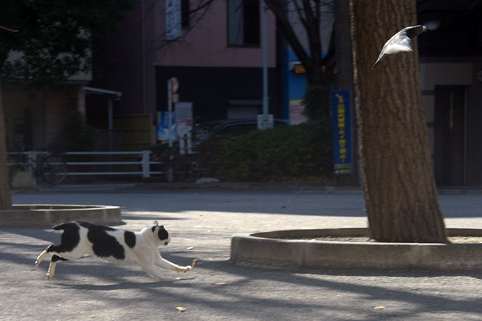 街のねこたち