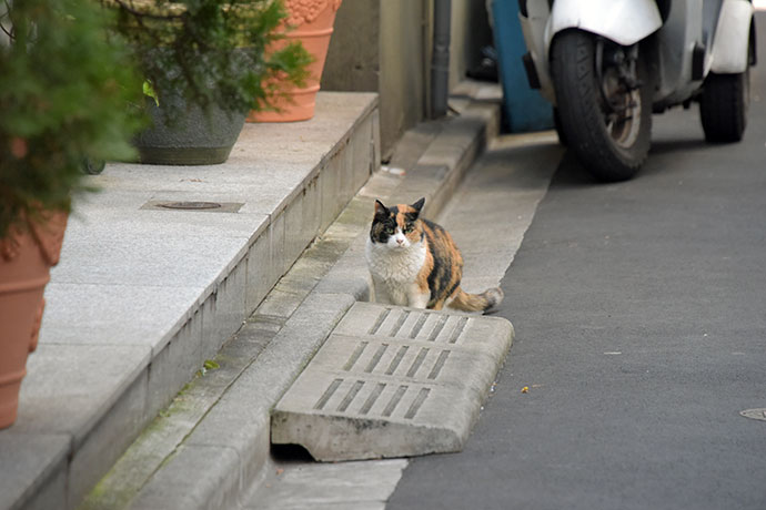 街のねこたち