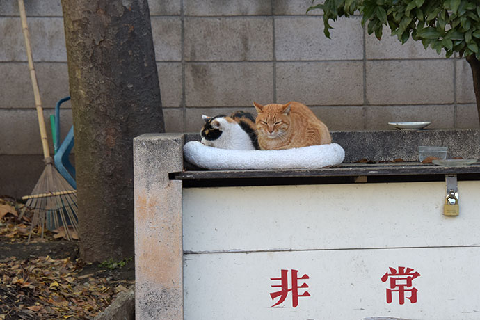 街のねこたち