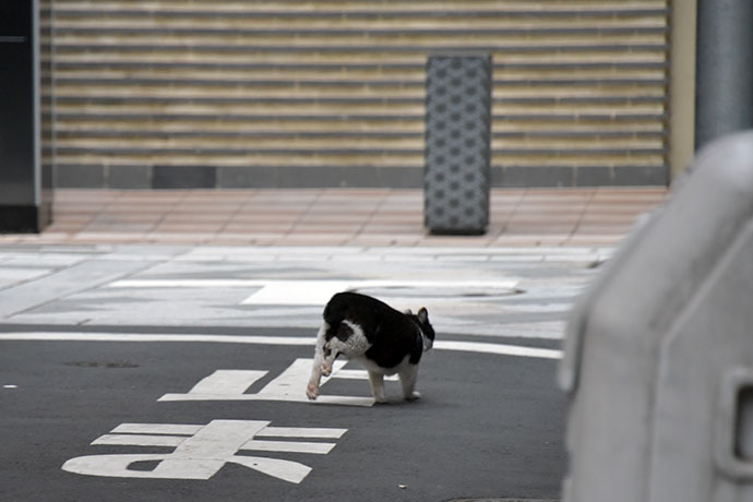 街のねこたち