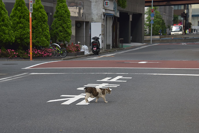 街のねこたち