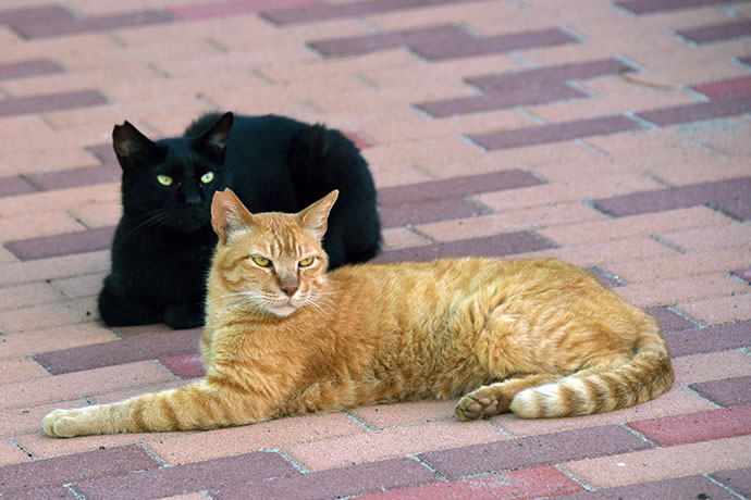 街のねこたち