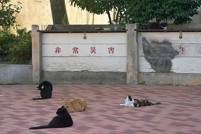 街のねこたち