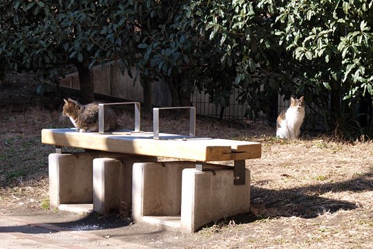 街のねこたち