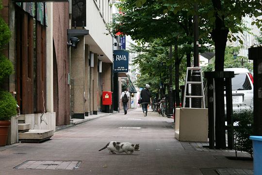 中央のねこ