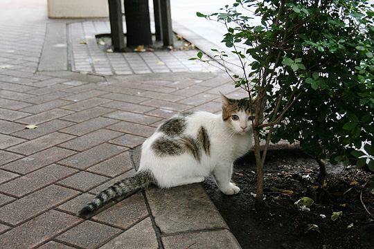 中央のねこ