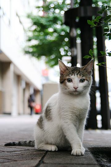 中央のねこ