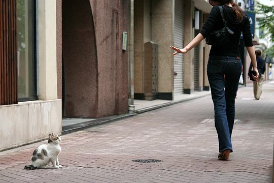 中央のねこ