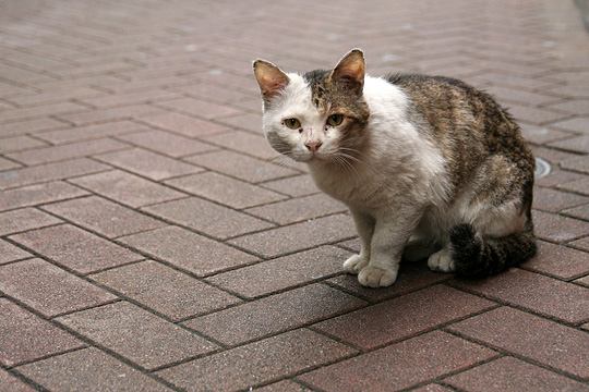 中央のねこ