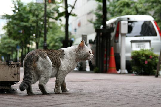 中央のねこ