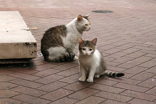 中央のねこ