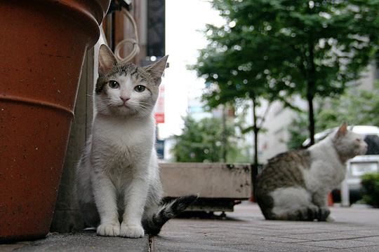 中央のねこ