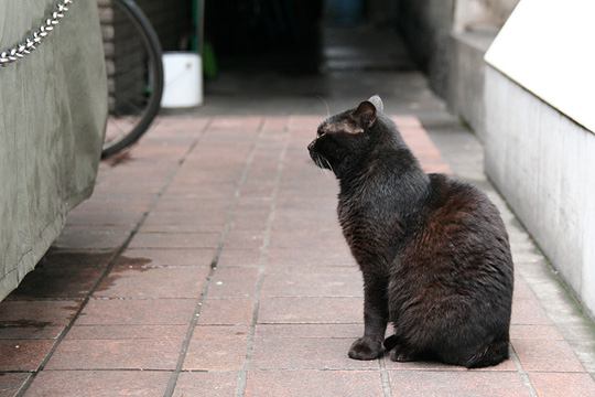 中央のねこ