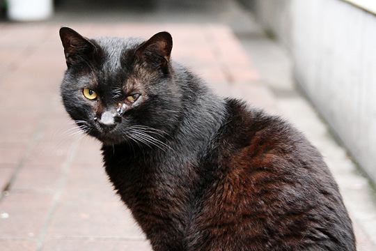 中央のねこ