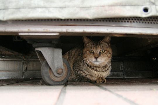 中央のねこ