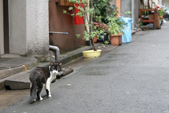 中央のねこ