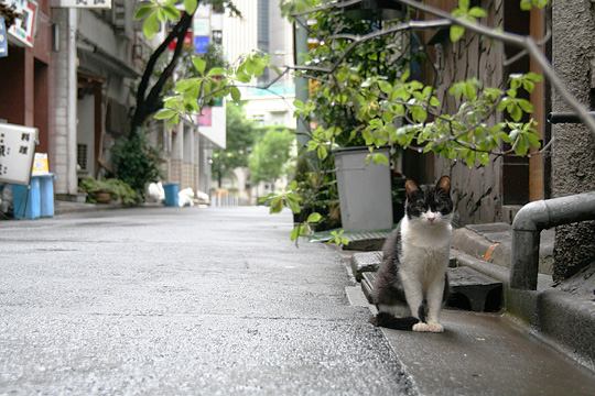 中央のねこ