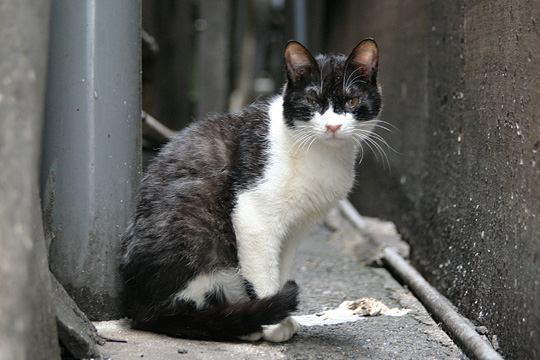 中央のねこ