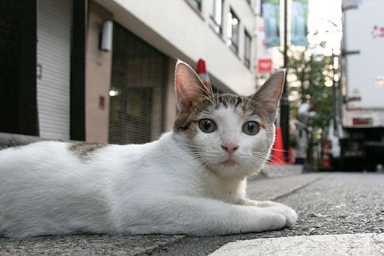 街のねこたち