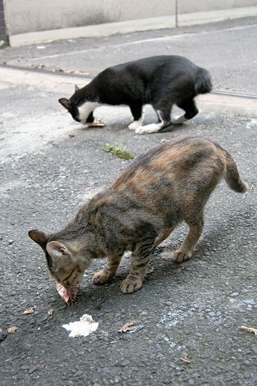 街のねこたち