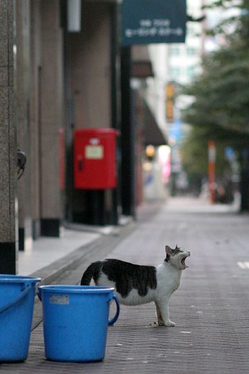 街のねこたち