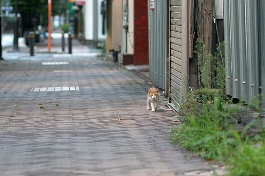 街のねこたち