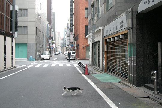 中央のねこ