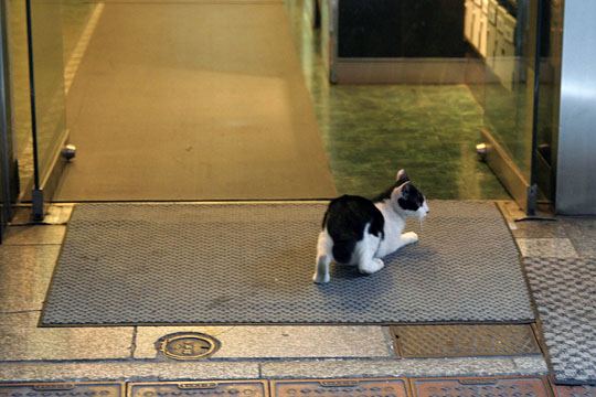 中央のねこ