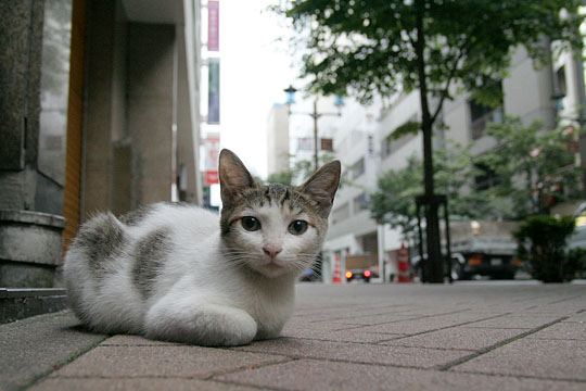 中央のねこ