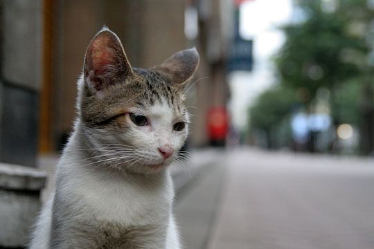 中央のねこ