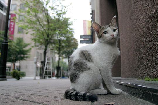 中央のねこ