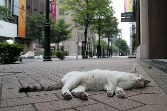 中央のねこ