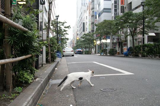 中央のねこ