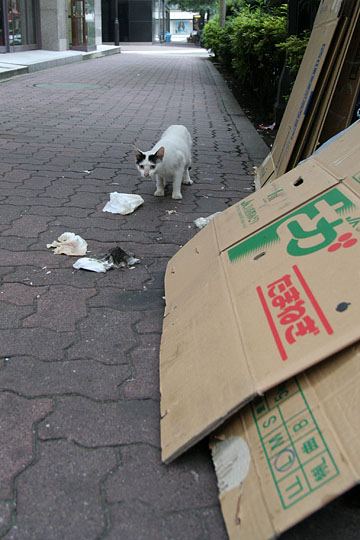 中央のねこ