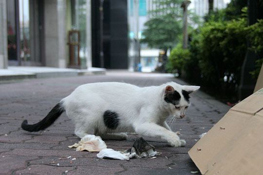 中央のねこ