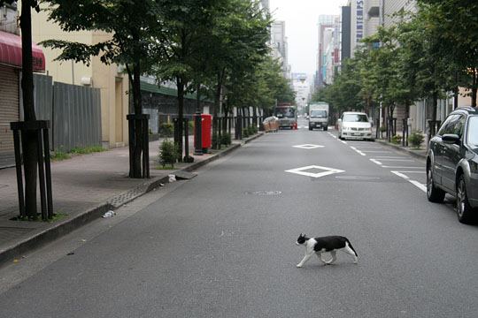 中央のねこ