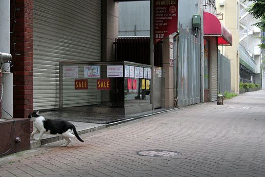 中央のねこ