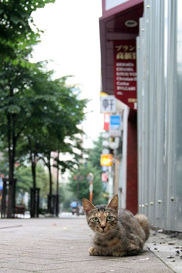 中央のねこ