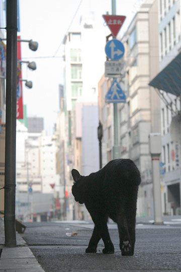 街のねこたち