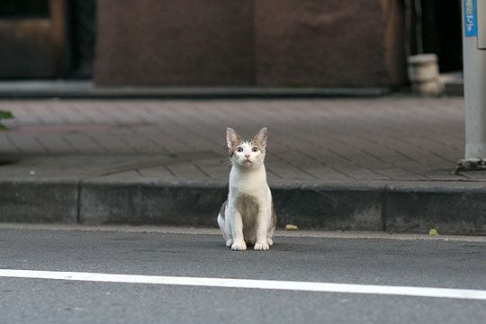 街のねこたち