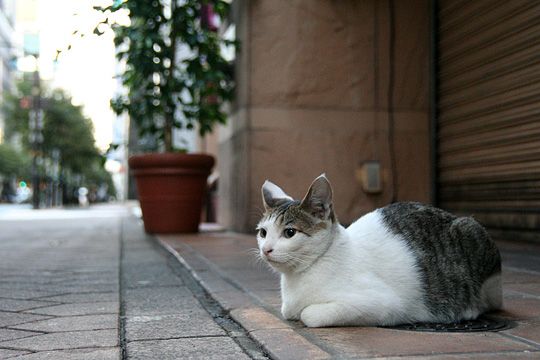 街のねこたち