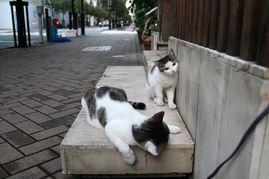 街のねこたち