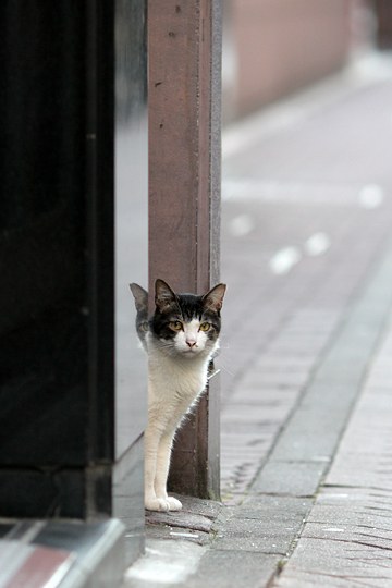 街のねこたち