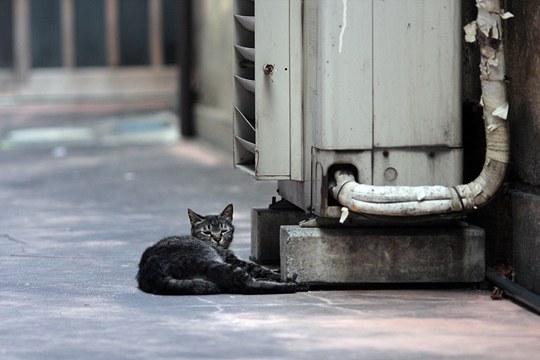 街のねこたち