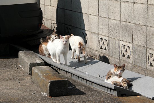 街のねこたち