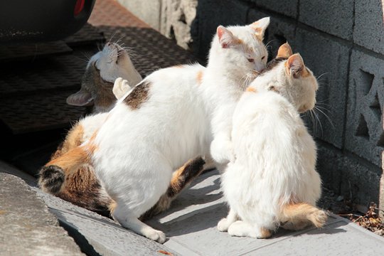 街のねこたち
